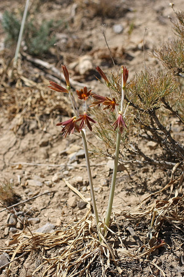 Image of Ungernia sewerzowii specimen.