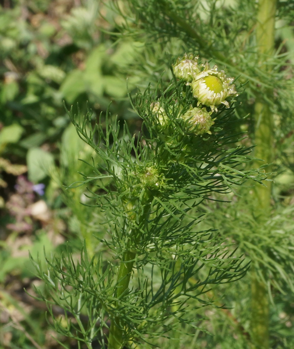 Изображение особи Tripleurospermum inodorum.