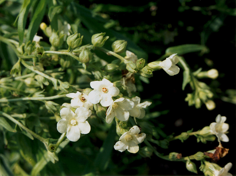 Image of Anchusa popovii specimen.