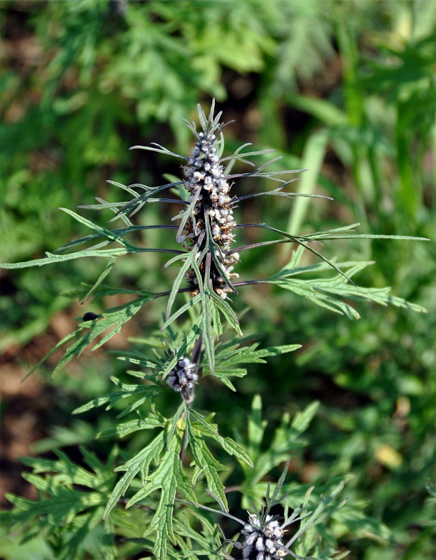 Изображение особи Leonurus deminutus.