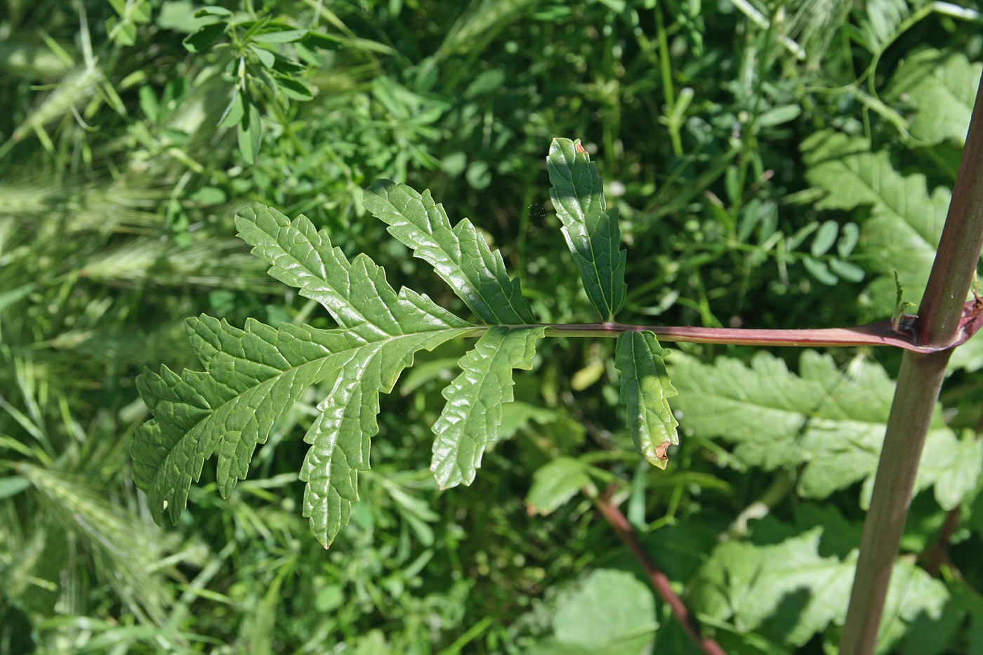 Image of Phlomoides hissarica specimen.