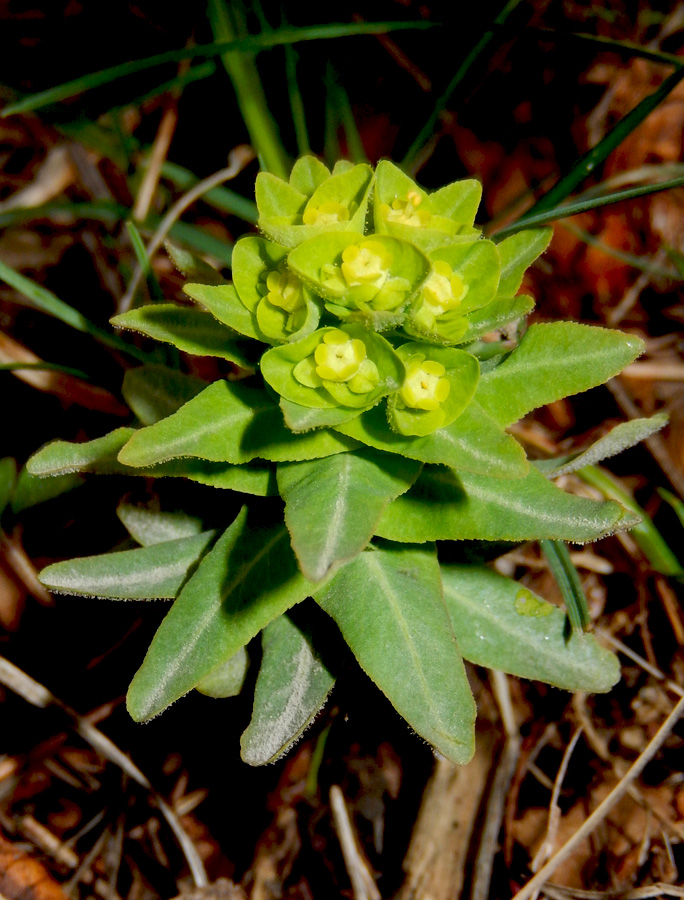 Image of Euphorbia condylocarpa specimen.