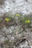 Erysimum canescens