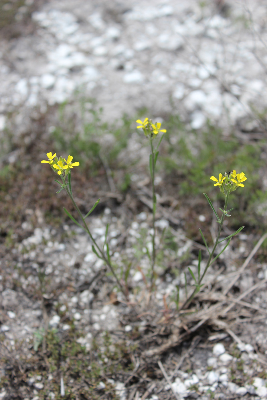 Image of Erysimum canescens specimen.