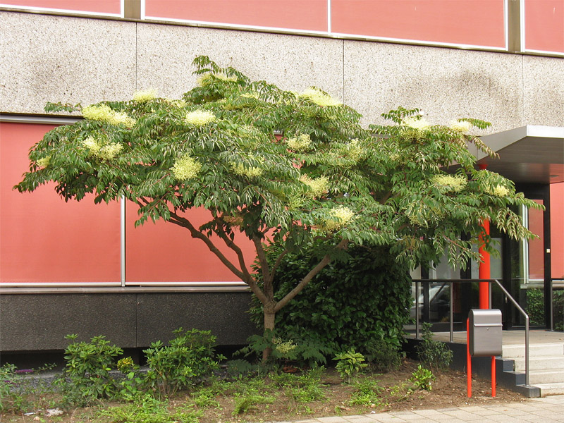 Image of Aralia elata specimen.