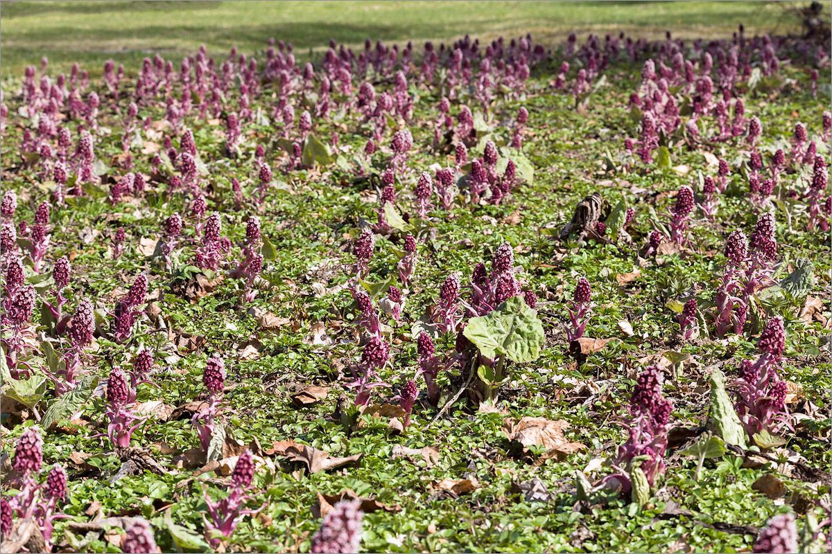 Изображение особи Petasites hybridus.