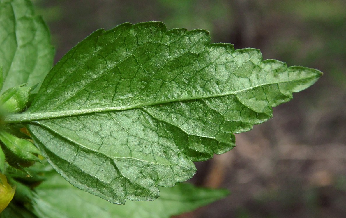 Изображение особи Galeobdolon caucasicum.