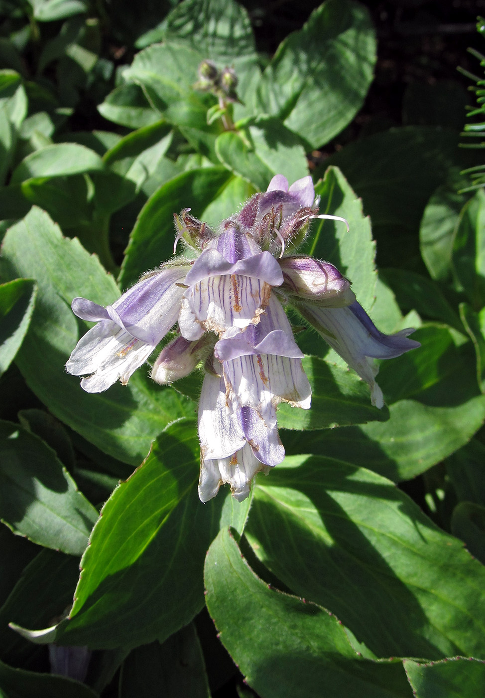 Image of Pennellianthus frutescens specimen.