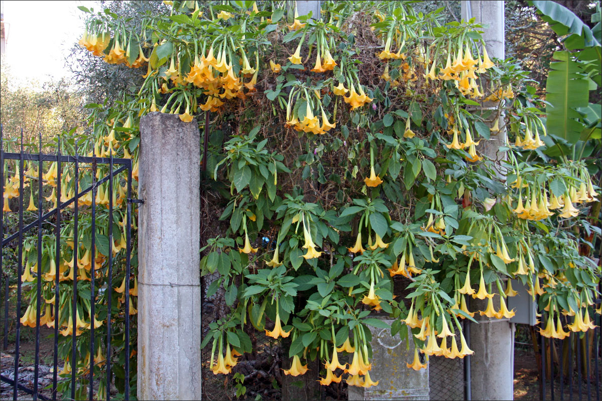 Image of Brugmansia aurea specimen.
