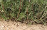 genus Artemisia