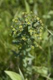 Euphorbia condylocarpa. Верхушка цветущего растения. Ставропольский край, Кавказские Минеральные Воды, окр. г. Ессентуки, заказник \"Большой Ессентучок\". 13.05.2016.