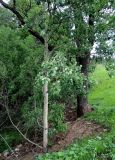 Populus tremula. Нижняя часть молодого дерева. Москва, Битцевский лесопарк, овраг у м. \"Новоясеневская\". 05.06.2015.