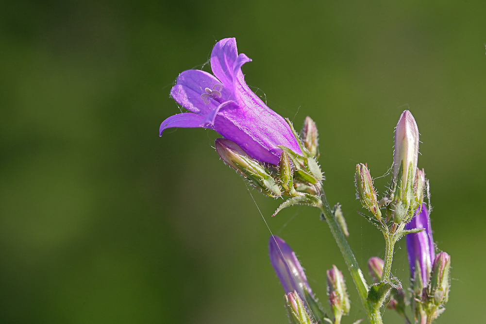 Image of Campanula sibirica specimen.