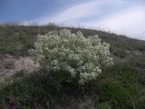 Crambe tataria