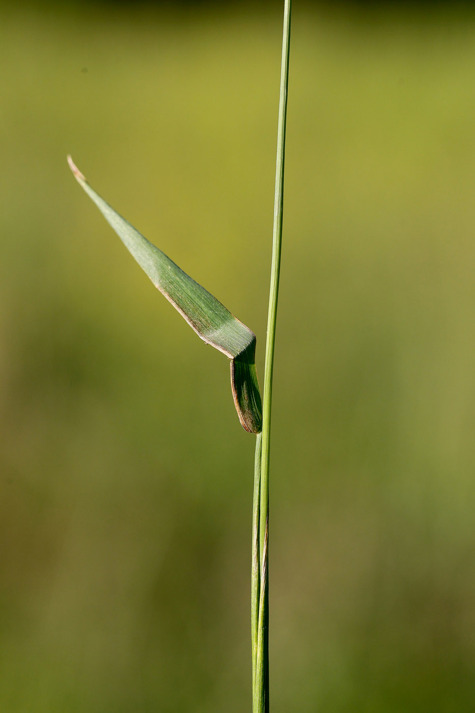 Image of Phleum pratense specimen.