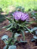 Silybum marianum