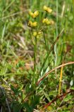 Scheuchzeria palustris. Плодоносящее растение на приозёрной сплавине в фитоценозе с доминированием сфагнумов и клюквы. Украина, Волынская обл., Ковельский р-н, заказник \"Любче\". 19 июля 2007 г.