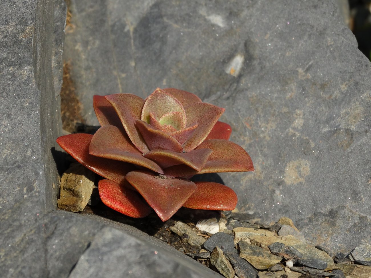 Image of Orostachys maximowiczii specimen.