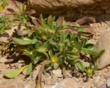 Asteriscus graveolens. Цветущее растение; слева - соплодие Pteranthus dichotomus. Израиль, впадина Мёртвого моря, окр. нахаль Тмарим, высота -357 м н. у. м. 19.03.2015.