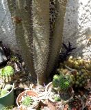 Pachypodium lamerei. Нижняя часть растения. Израиль, Шарон, пос. Кфар Шмариягу, в культуре, во дворе. 06.07.2014.