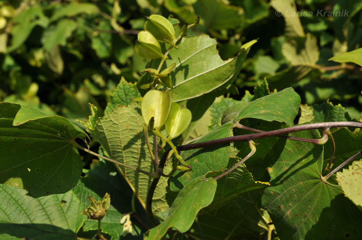 Изображение особи Dioscorea nipponica.