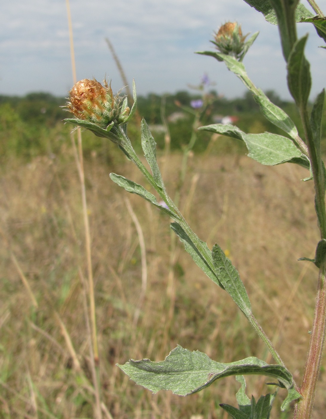 Изображение особи род Centaurea.