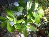 familia Meliaceae