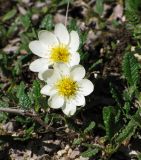 Dryas oxyodonta. Фрагмент кустарничка в цвету. Алтайский край, Змеиногорский р-н, ГПЗ \"Тигирекский\" - Белорецкий участок; Западный Алтай, субширотная ось Тигирекского хребта, плоская вершина горы Разработная (Рассыпной Камень - устаревш.); выположенная блюдцеобразная ниша промеж полупогруженных гранитных плит, дриадовая тундра на маломощном фрагменте скелетной щебнисто-суглинистой почвы; выс. 1930 м н.у.м. 13 июля 2016 г.