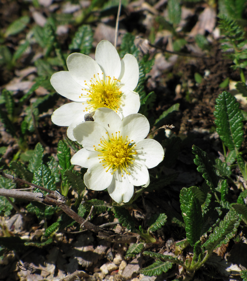 Изображение особи Dryas oxyodonta.