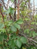 Rosa rubiginosa. Часть побега, отросшего после пала. Республика Мордовия, Ичалковский р-н, окр. с. Лобаски, урочище Ендова, луговая степь. 2 июня 2010 г.
