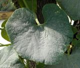 Cucurbita подвид turbaniformis