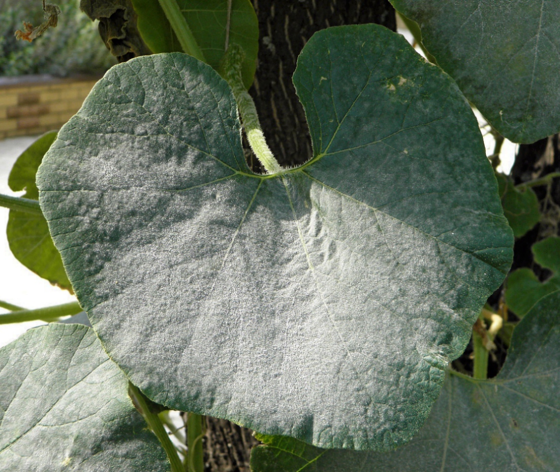 Изображение особи Cucurbita maxima ssp. turbaniformis.