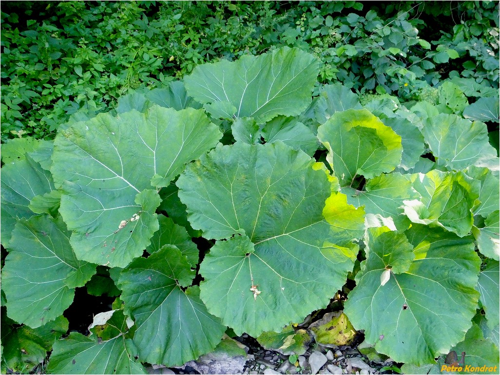 Image of genus Petasites specimen.