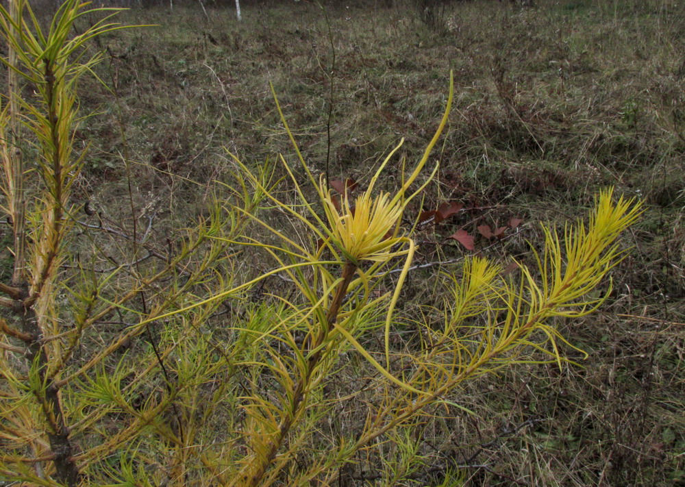 Image of Larix sibirica specimen.