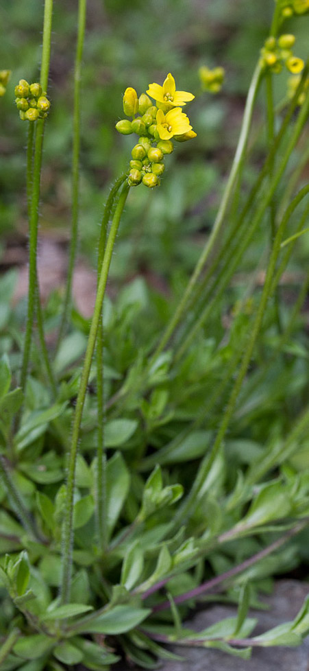 Изображение особи Draba sibirica.