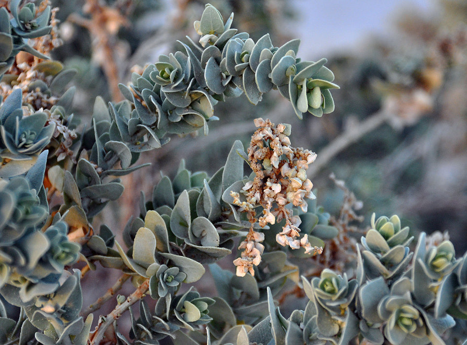 Изображение особи Atriplex farinosa.