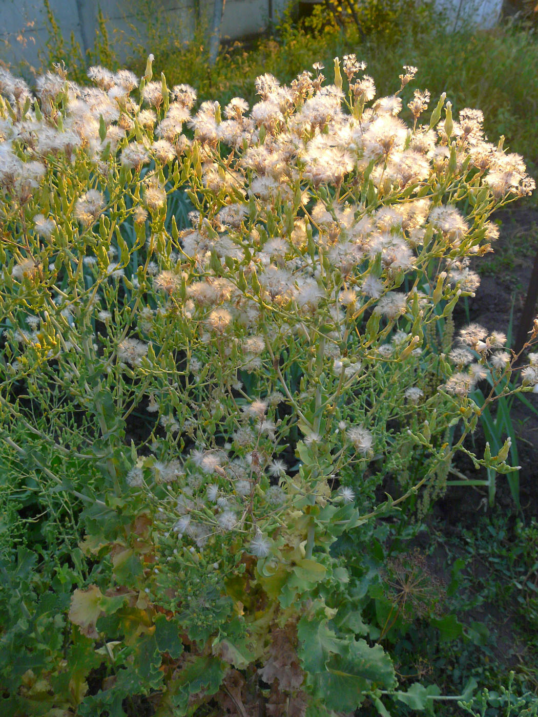 Изображение особи Lactuca sativa.