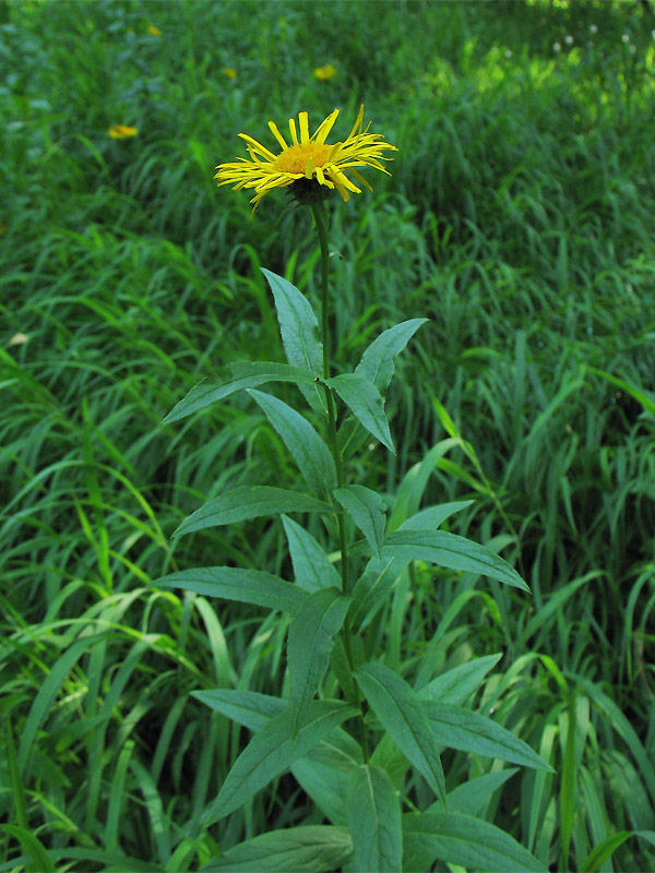 Изображение особи Inula salicina.