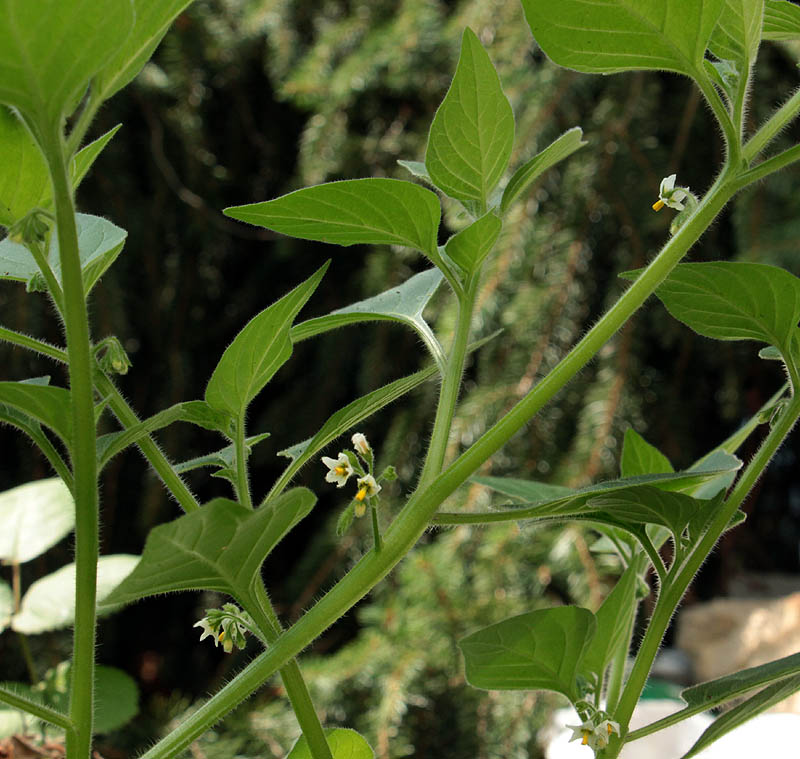 Image of Solanum physalifolium specimen.