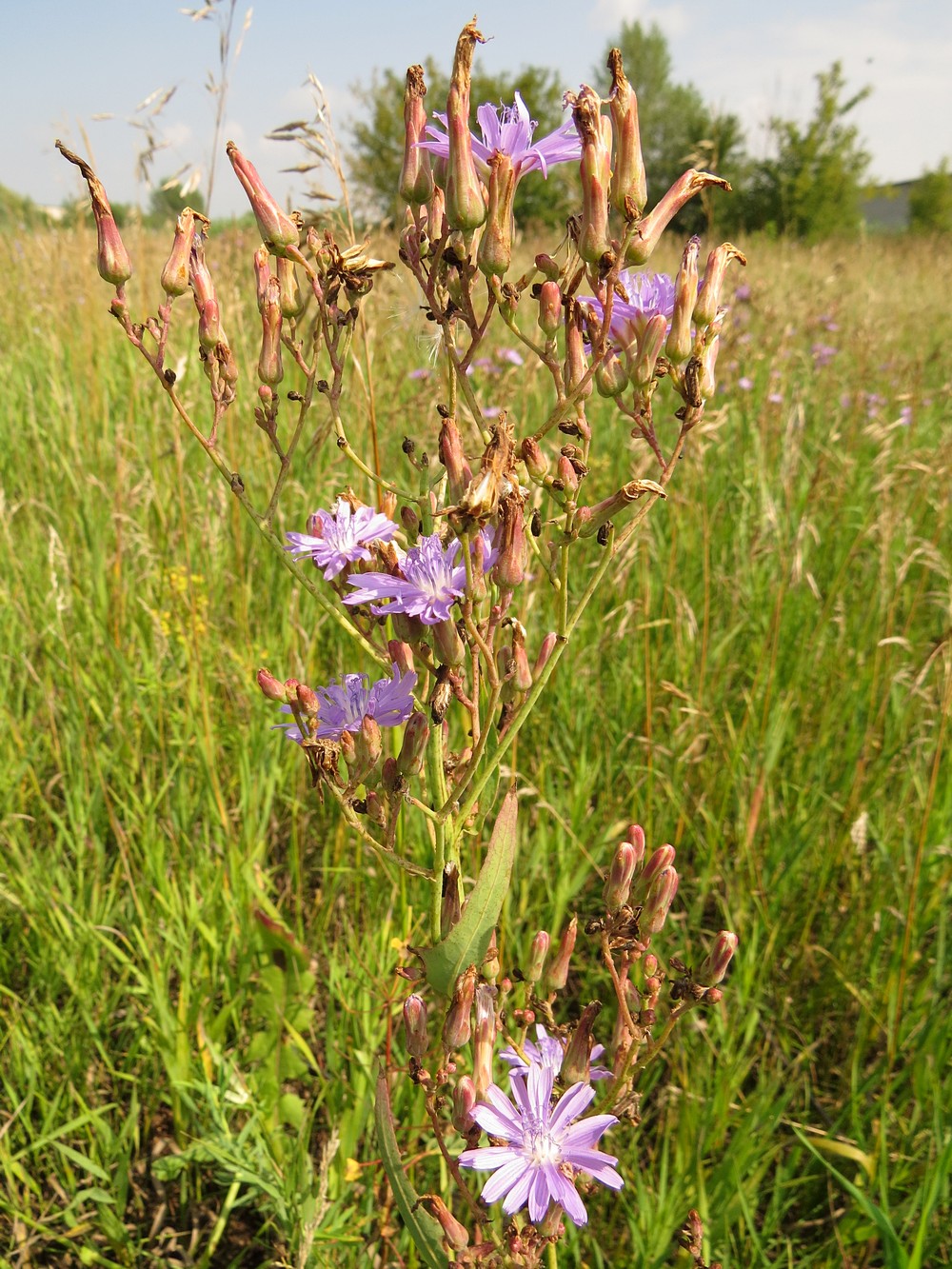 Изображение особи Lactuca tatarica.