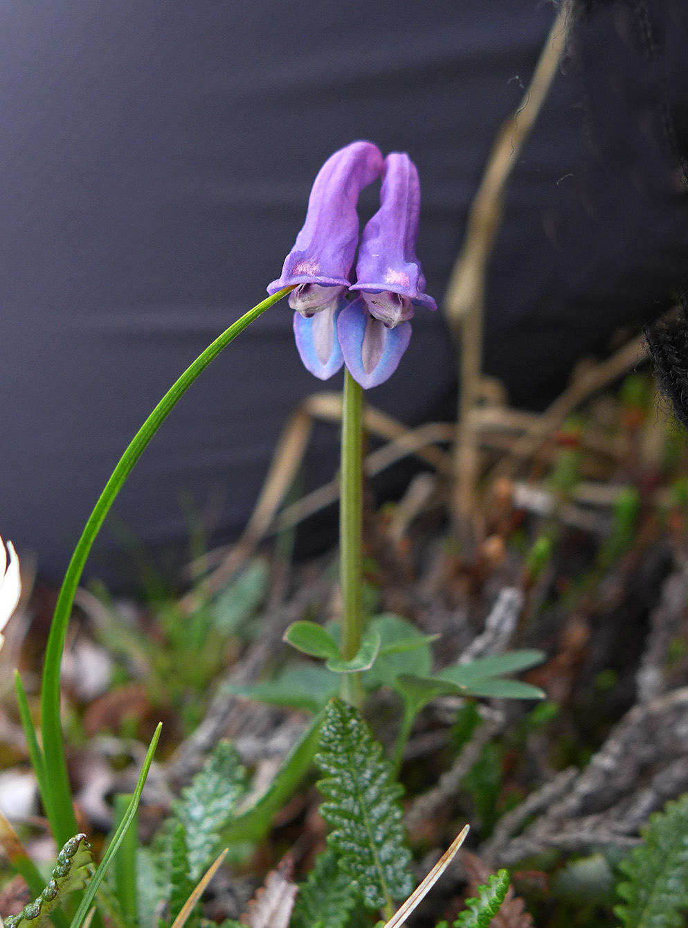 Image of Corydalis arctica specimen.