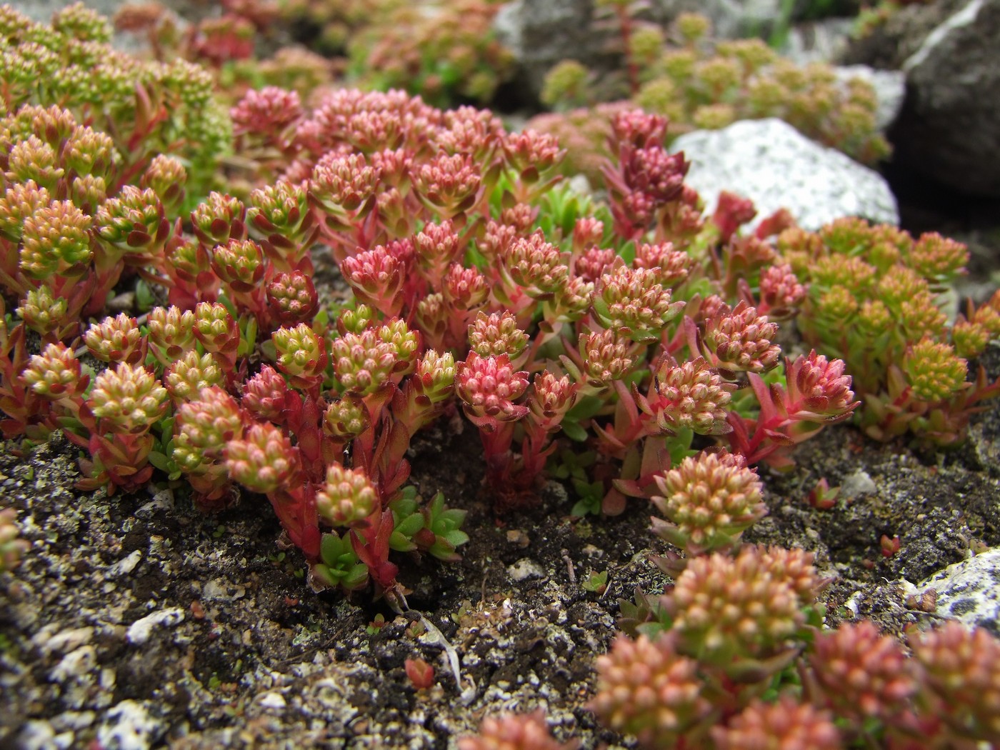 Image of Hylotelephium cyaneum specimen.