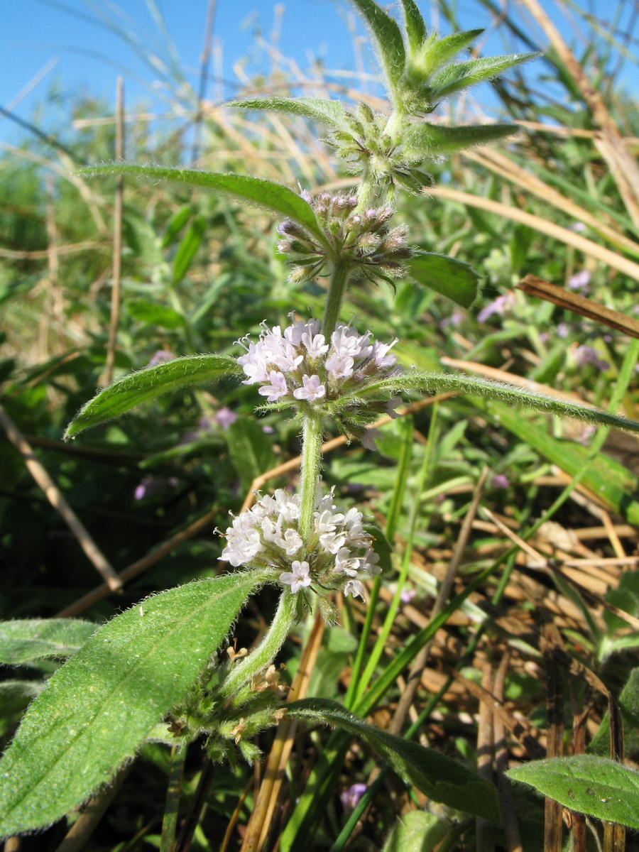 Image of Mentha arvensis specimen.