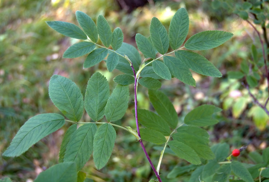 Image of Rosa cinnamomea specimen.