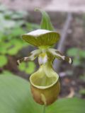 Cypripedium yatabeanum