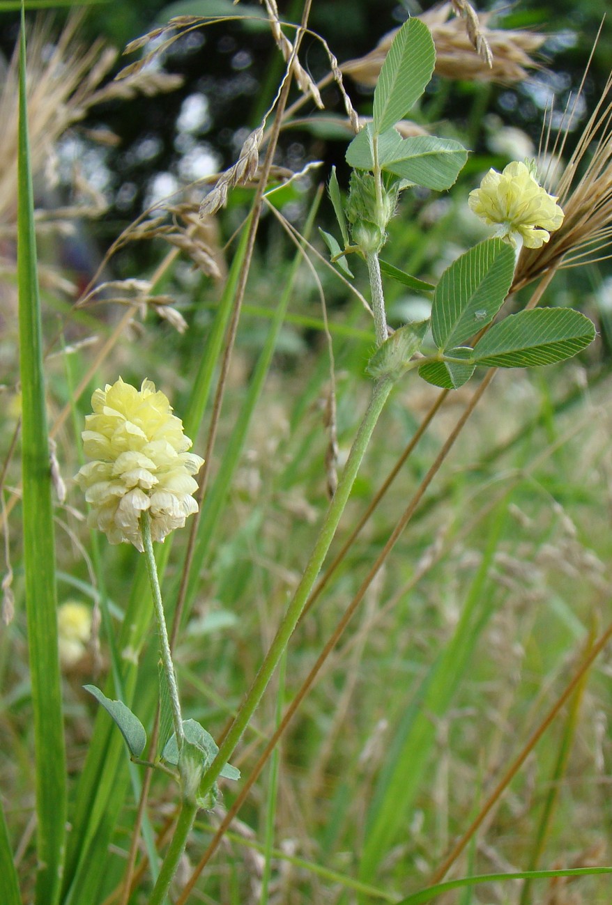 Image of Trifolium campestre specimen.