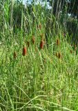 Typha laxmannii