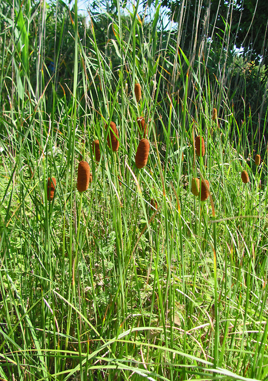 Изображение особи Typha laxmannii.