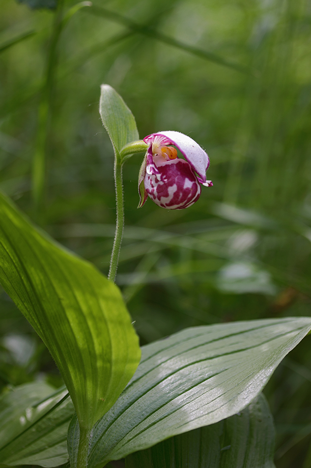 Image of Cypripedium guttatum specimen.