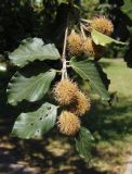 Fagus sylvatica. Верхушка ветки с незрелыми соплодиями. Украина, Киев, ул. Генерала Родимцева, озеленение. 06.07.2016.